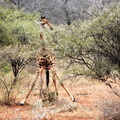 Wildlife Afrika